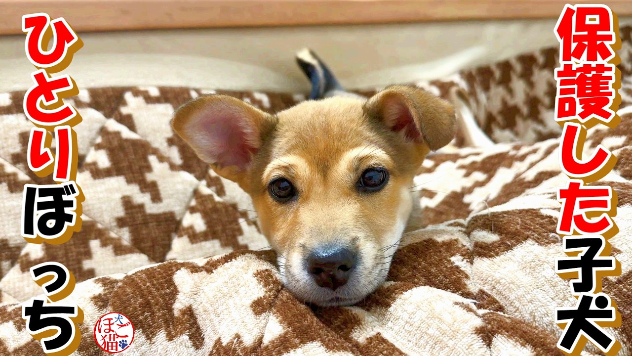 【保護犬  子犬】保護した子犬 ひとりは寂しいね＋おまけコーナー
