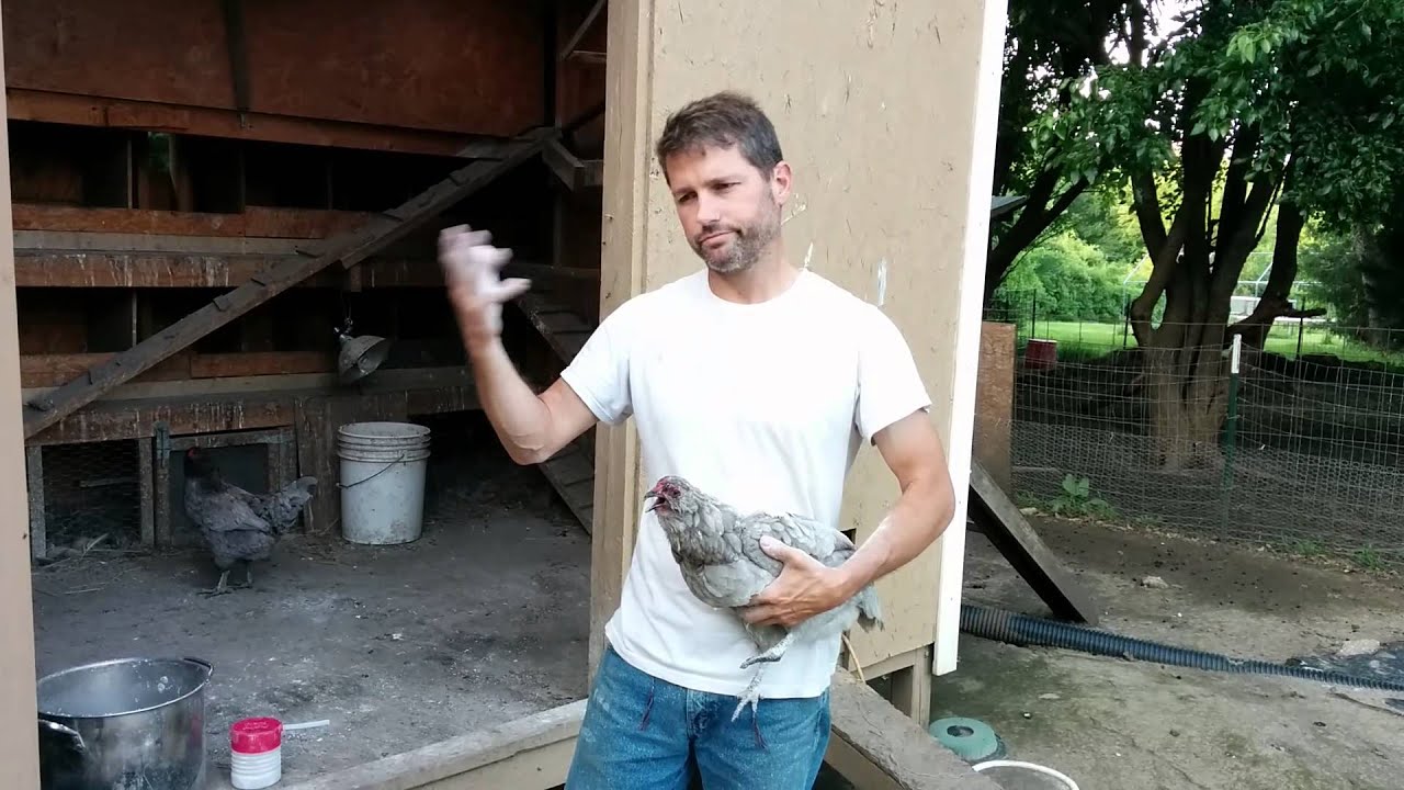 Applying Diatomaceous Earth To Chickens
