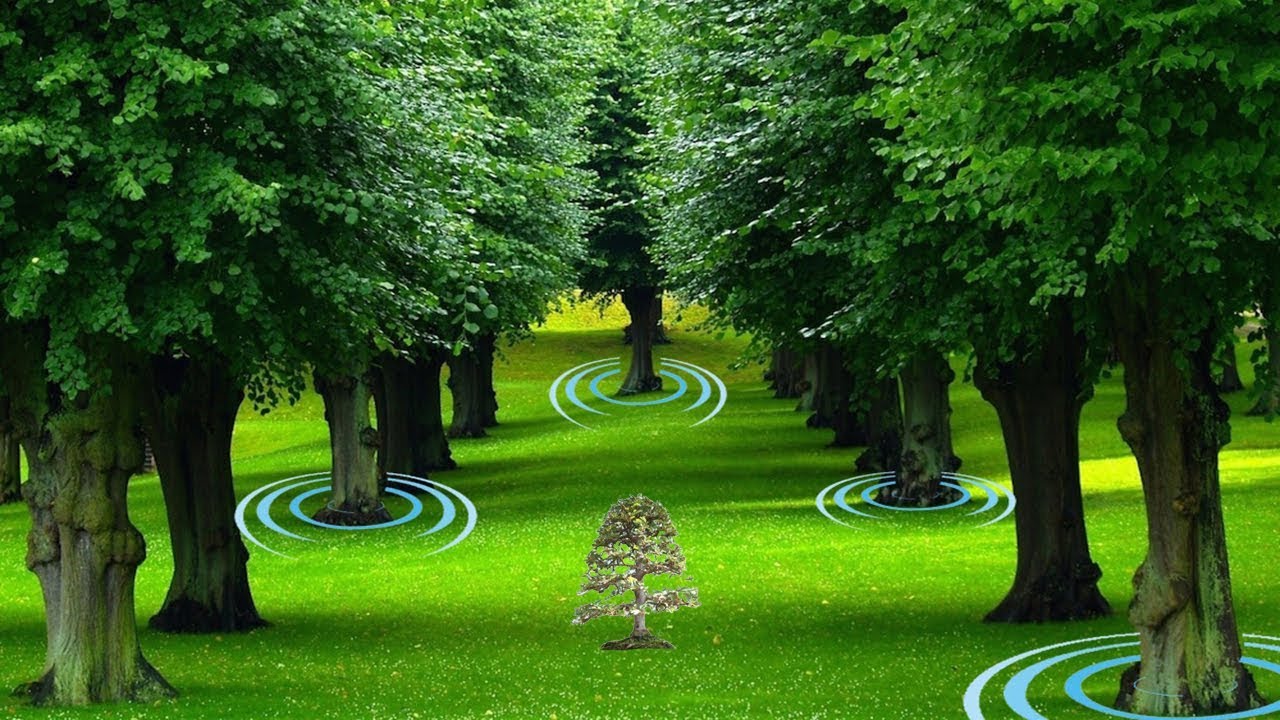 LA VIDA SECRETA DE LOS ARBOLES