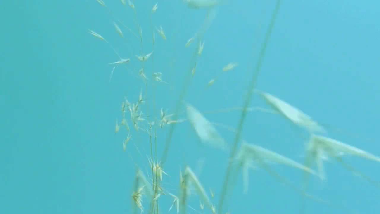 Nils Frahm - Unter (Official Music Video)