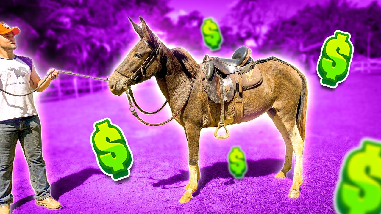COMPREI uma MULA