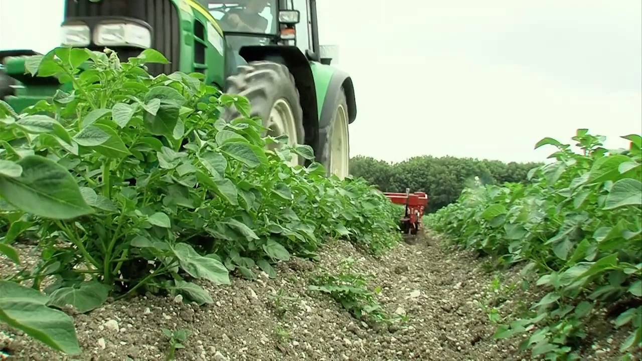 Le désherbage mécanique ou alternatif de la pomme de terre - Episode n°4
