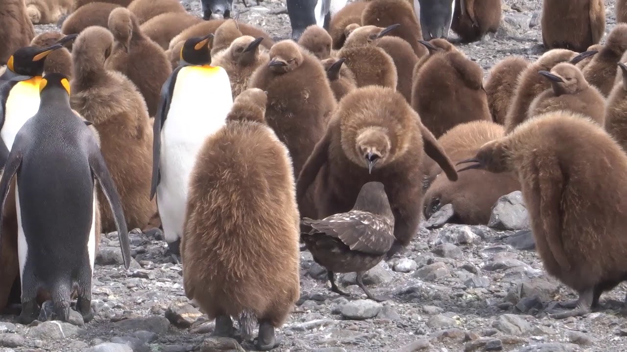 Königspinguine in ihrer Kolonie auf Südgeorgien