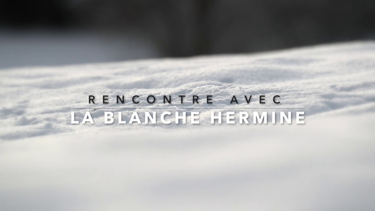 Rencontre avec la Blanche Hermine