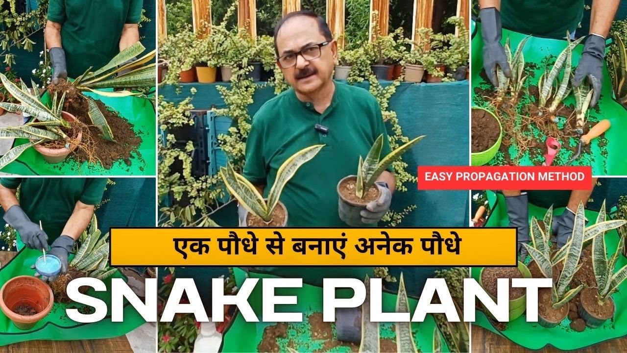 How to propagate Snake Plant like an Expert - Easy Method I  #snakeplant #snakeplantpropagation