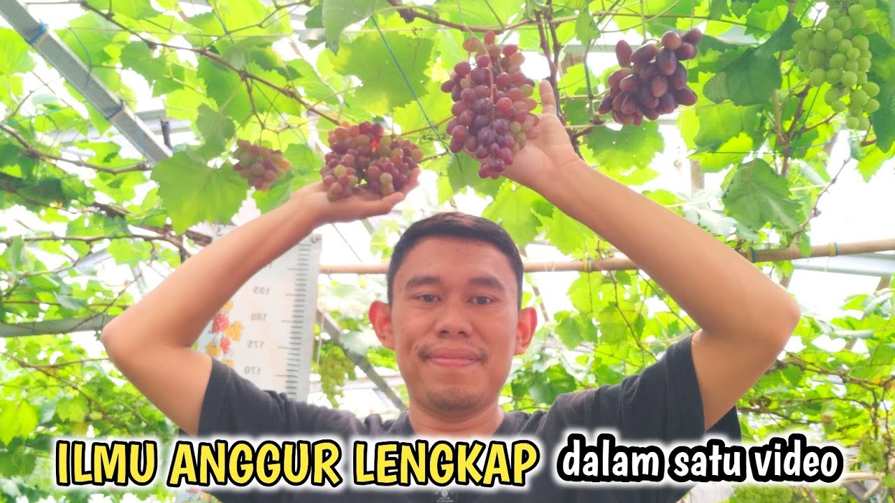 Ilmu cara budidaya anggur lengkap dalam satu video saja langsung bisa semuanya‼️