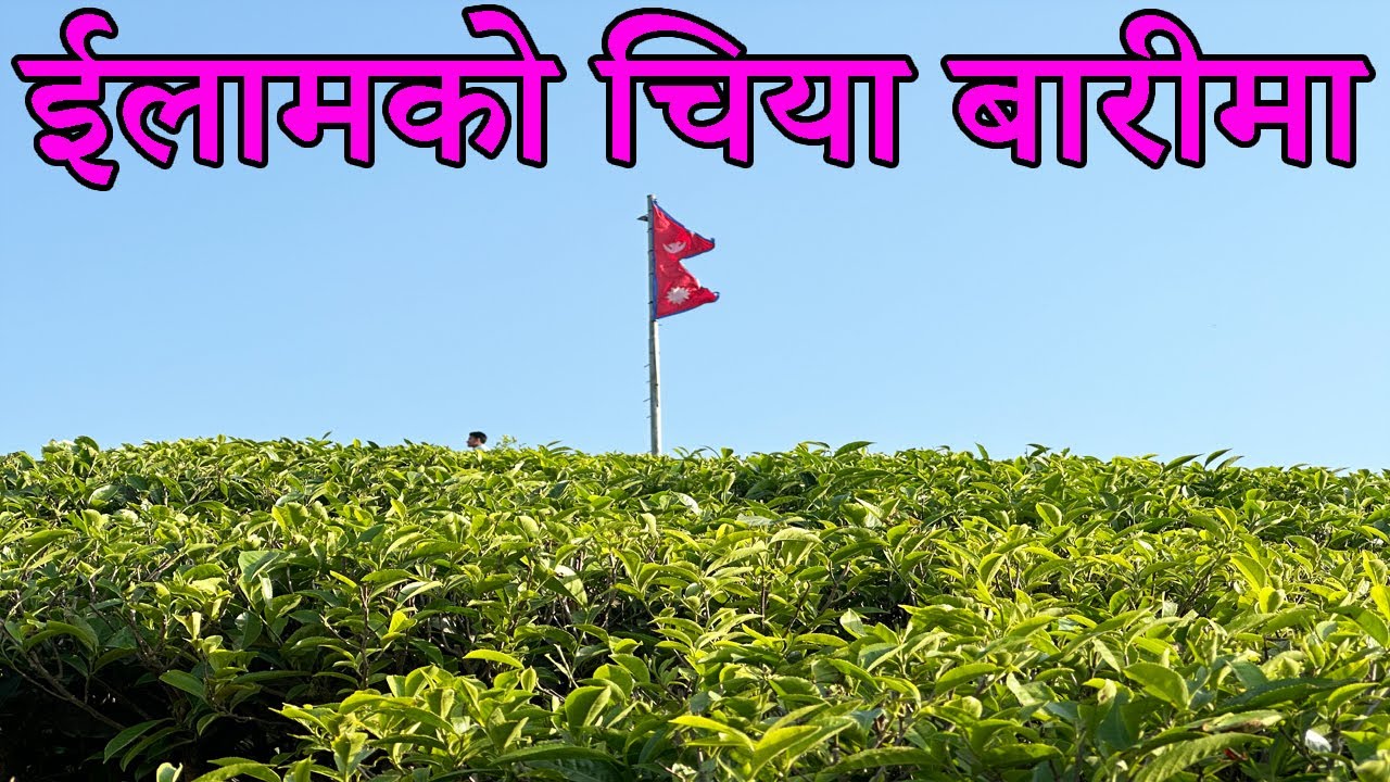 Kanyam ilam|ईलामको चिया बारीमा|कन्यामको चिया बगान|Tea Garden|Chiya Barima|Explore Kanyam Chiyabari