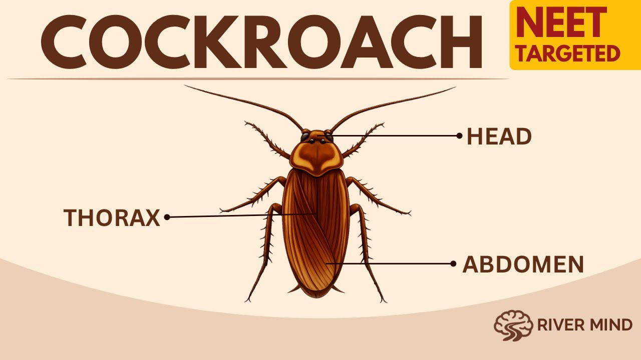 Cockroach in One Shot | Complete NCERT Revision | NEET 2026