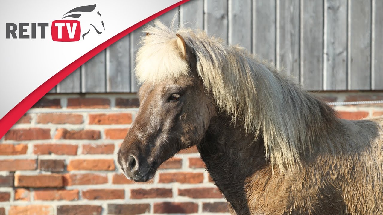 Pferdegesundheit | Der Aktivstall - Artgerechte Haltung f&uuml;r Pferde und Ponys