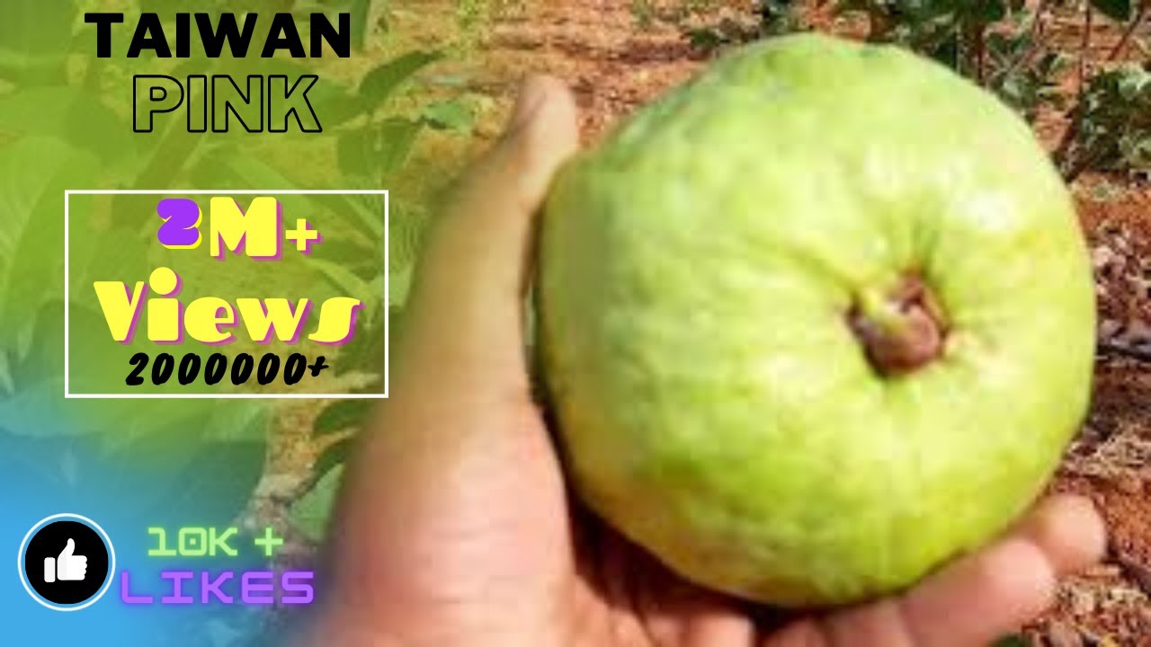 Taiwan Pink ಪೇರಲ ಹಣ್ಣು (Guava) harvest in 11 months Call me. 9019162251 or 9980378859