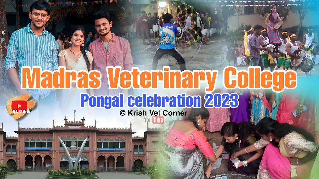 Madras Veterinary College Hostel Pongal Celebration 2023 || Krish Vet Corner || TANUVAS
