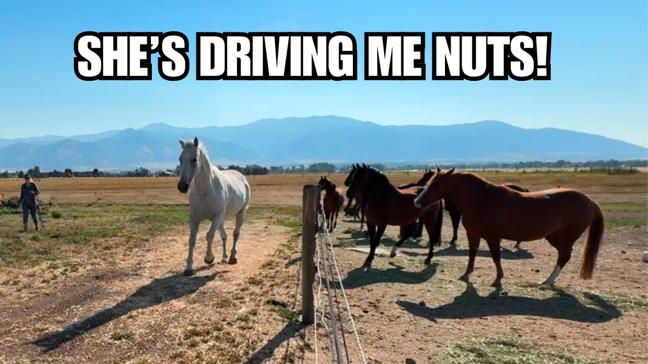 Senior horse makes her escape! ~ 9 months after the Auction