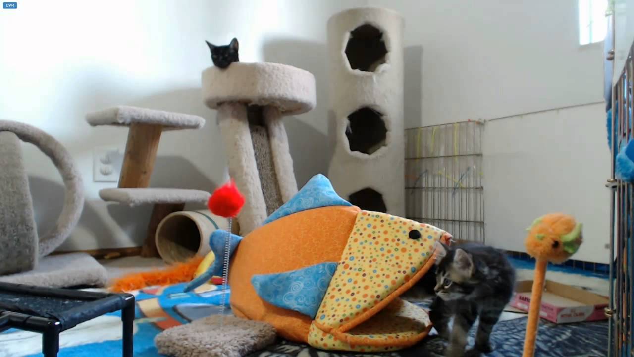 AI Kittens - Hop on Hal