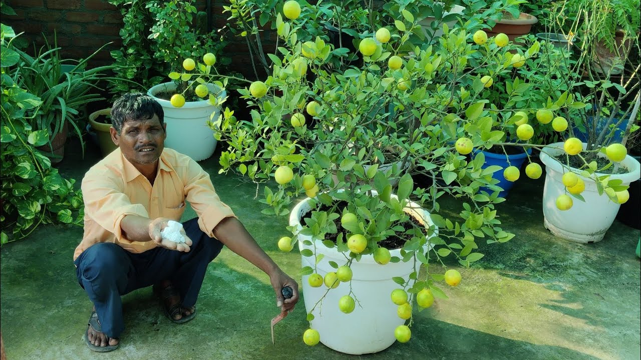 माली ने गमले में डाल दी ये चीज आ गए इतने सारे नींबू How to get more fruits on lemon plant