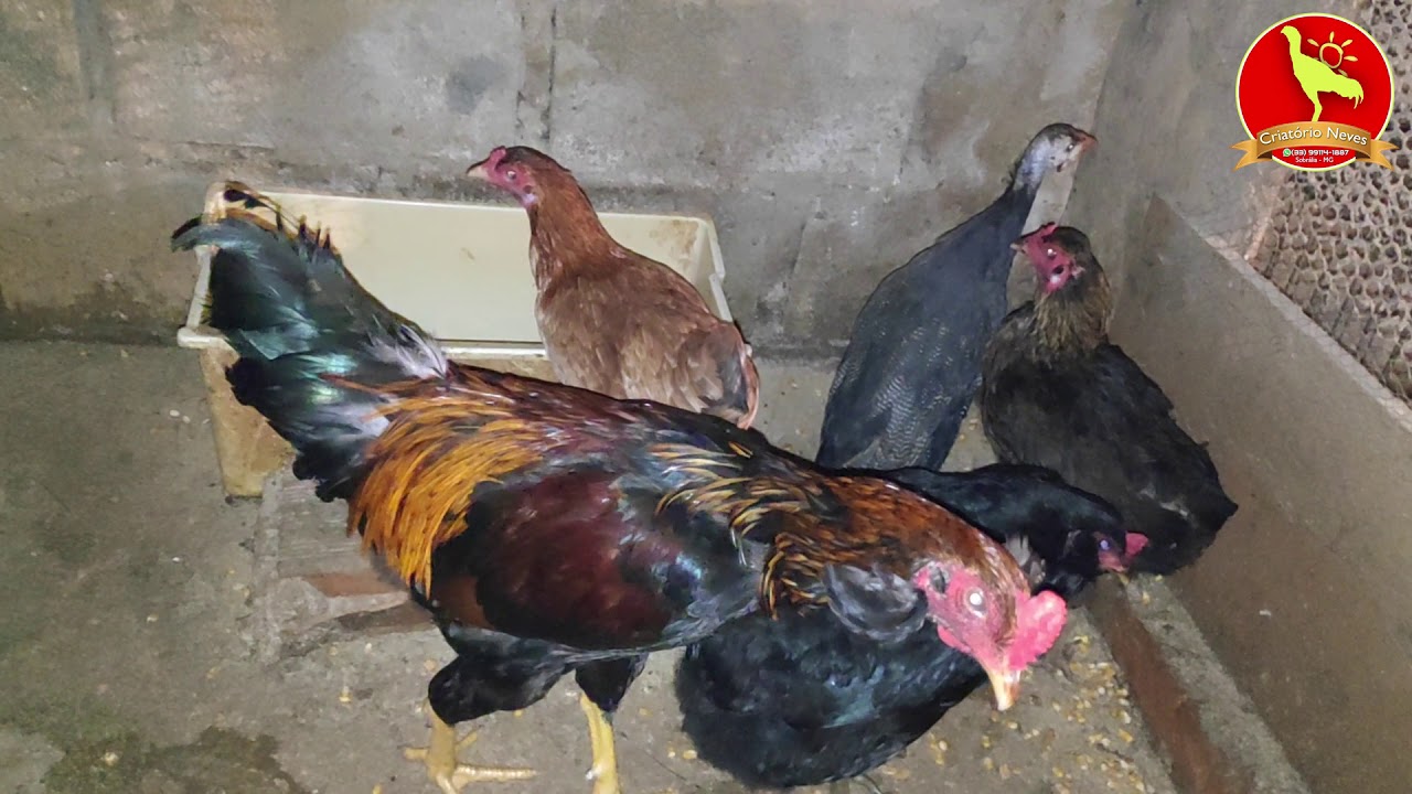 UM DOS MAIORES CRIADORES DA RAÇA ARAUCANA, AMERAUCANA E OVOS AZUIS