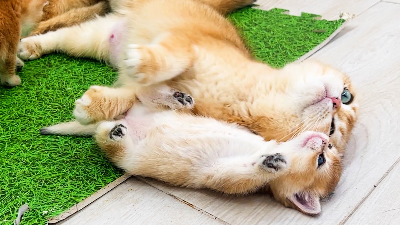 Что будут делать котята если мама кошка притвориться спящей. Субтитры!
