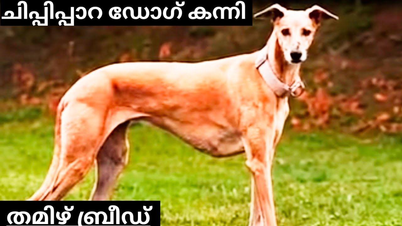 ഭീകരനാണിവൻ കൊടും ഭീകരൻ | kanni chippiparai | hello kollengode| #kollengode #doglove #viral #trending