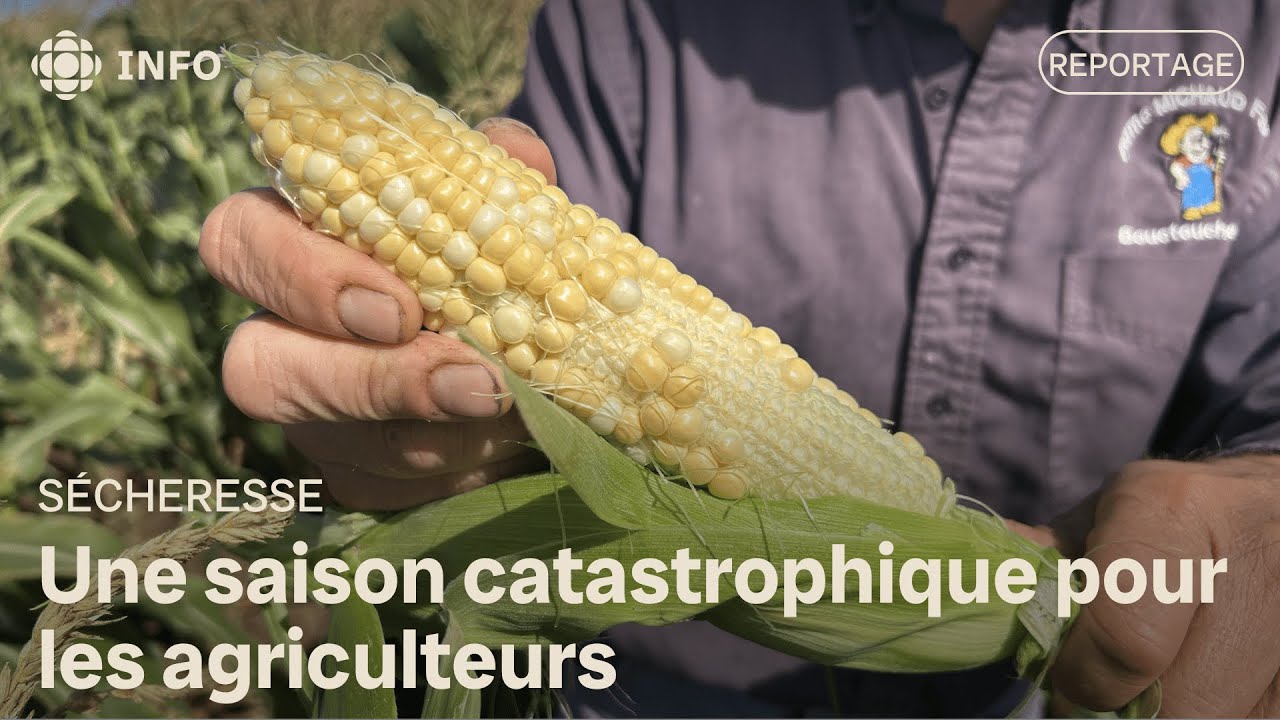 Sécheresse : une saison catastrophique pour les agriculteurs au Canada