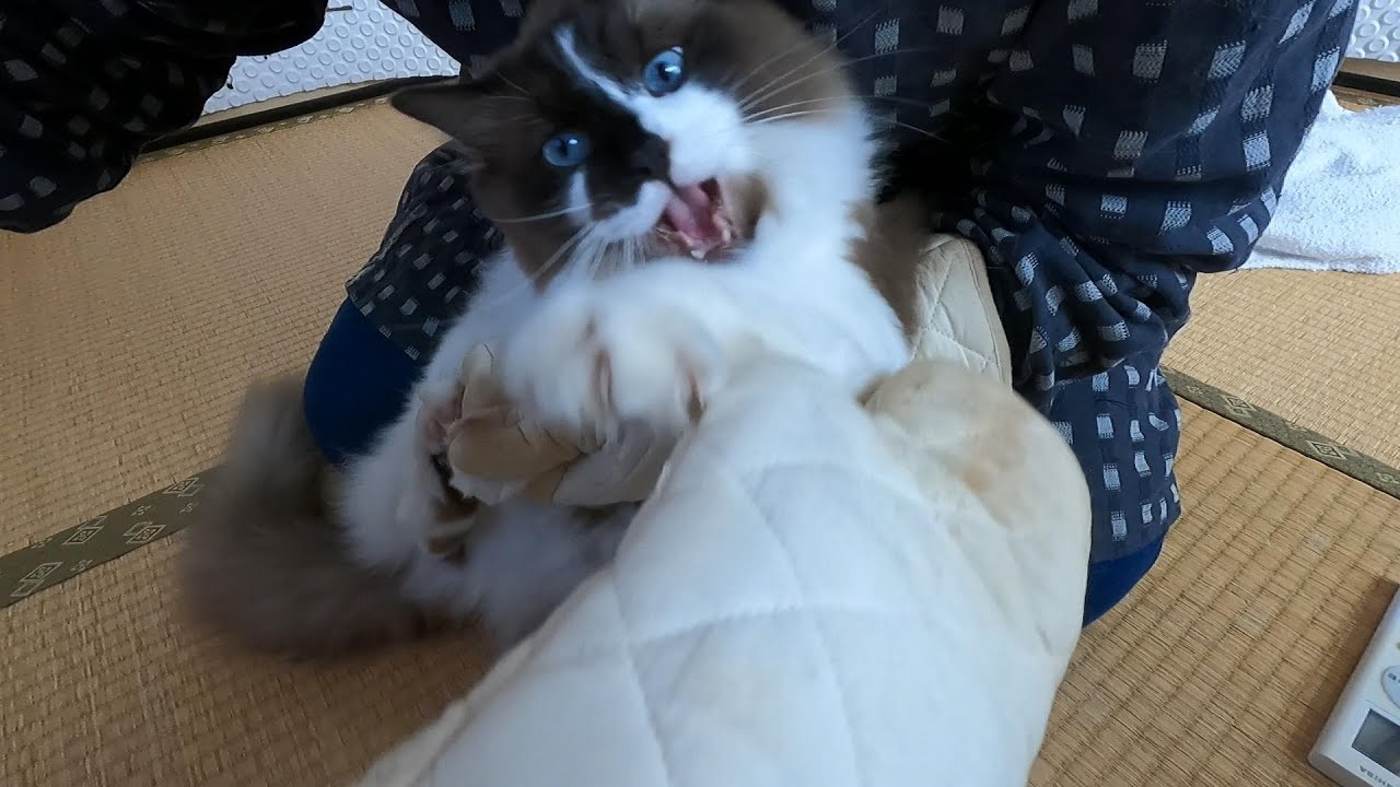 爪切り最恐王らん丸。　#グリンとグランの陽だまり日記　#猫