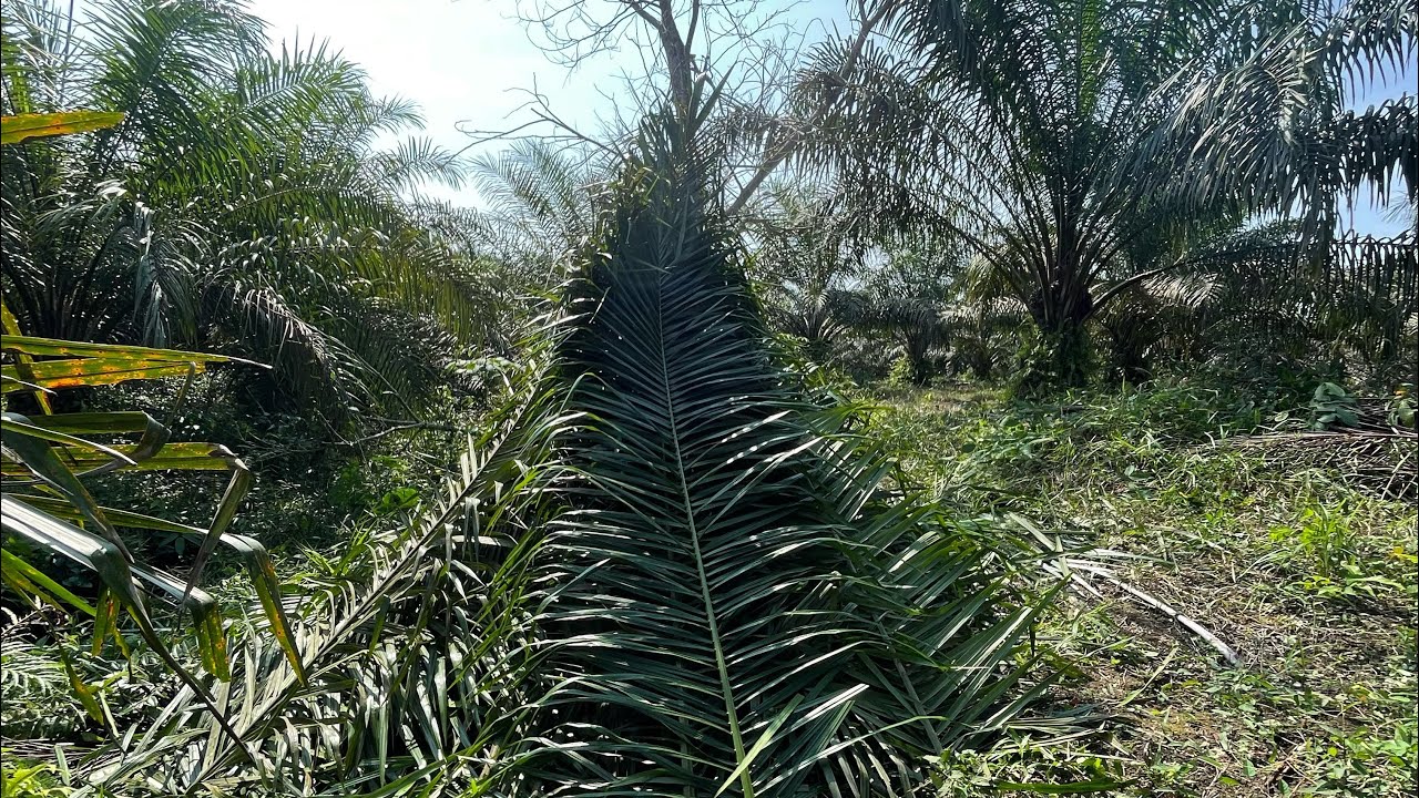 ОХОТА НА МАСЛИЧНУЮ ПАЛЬМУ⁉️НА УЧАСТКЕ ПЛОЩАДЬЮ 10 ГЕКТАРОВ..