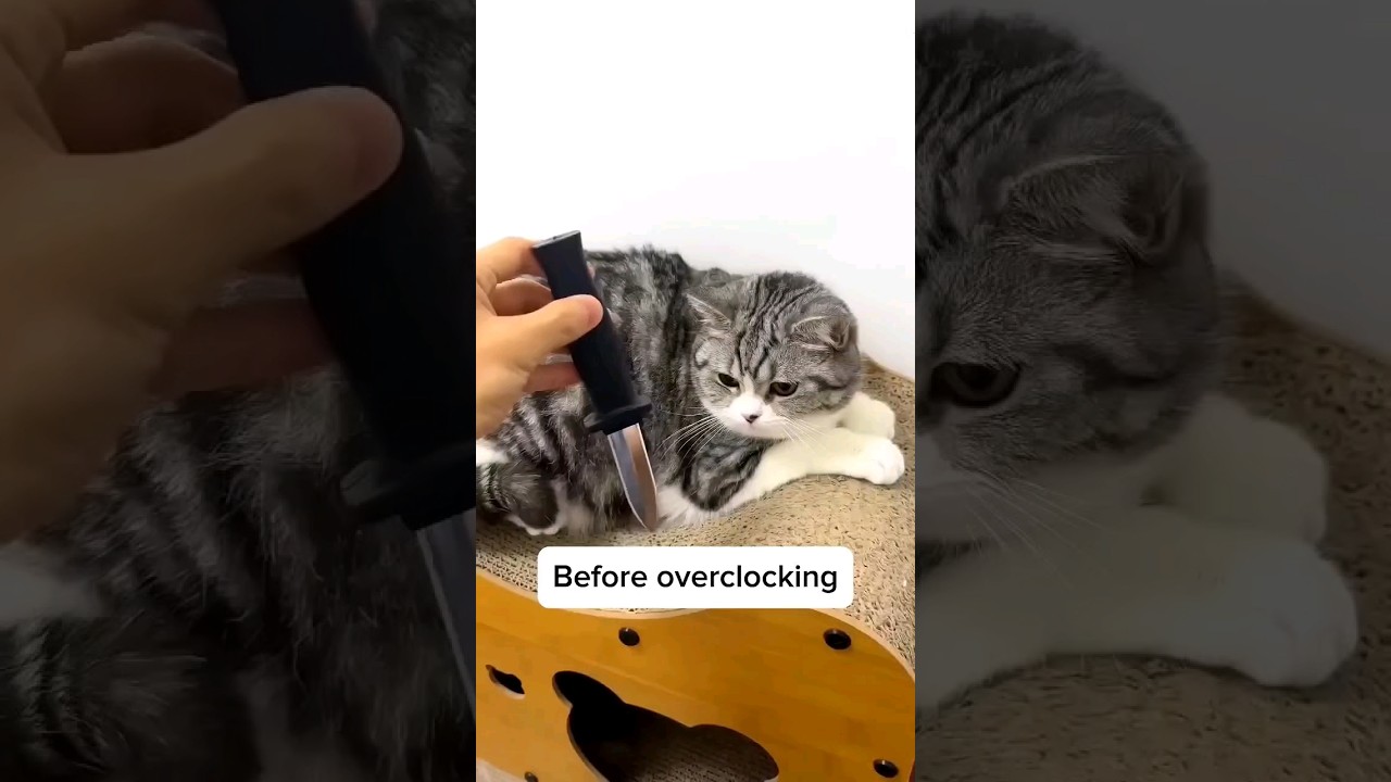 Cat's reaction to fake knife  #cat #kitten #viral #trendingvideos #catvideos #cuteanimals #cute #pet
