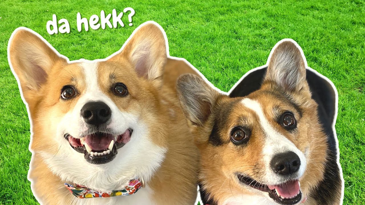 Cute corgis act like kids