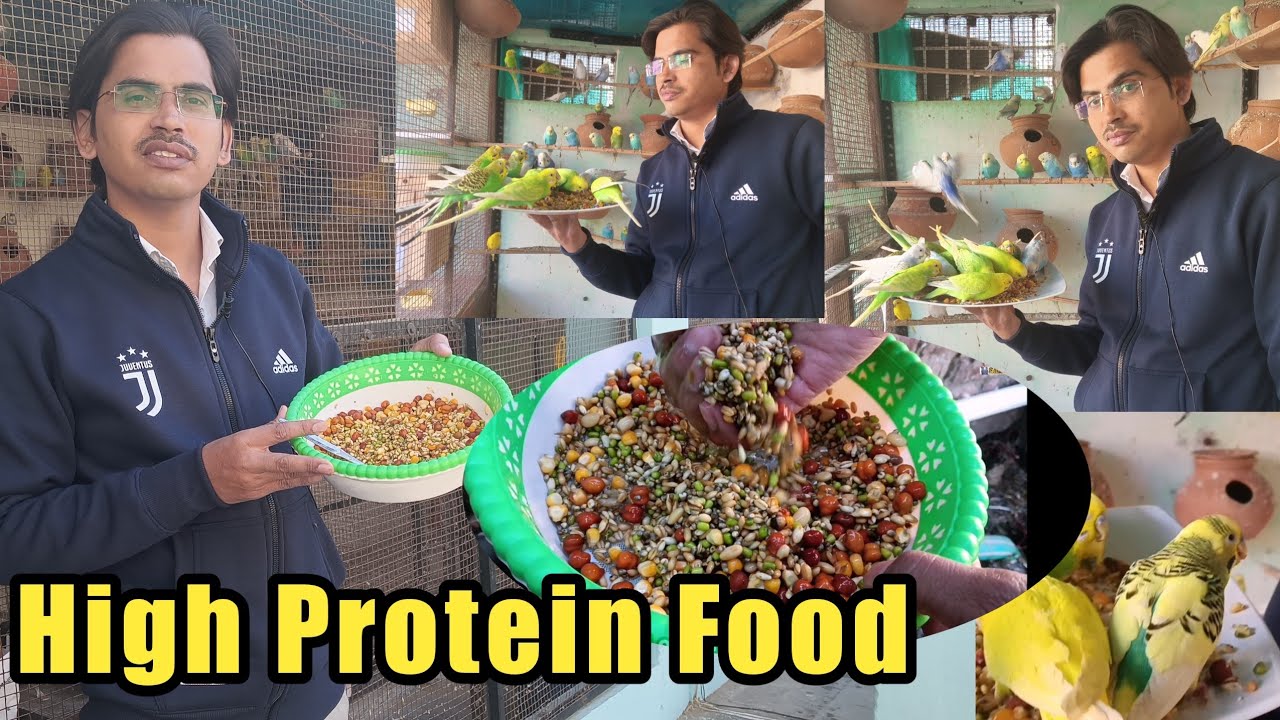 High Protien Beans SoftFood For Healthy Birds | अपने Birds को Healthy Food क्या देता हूं