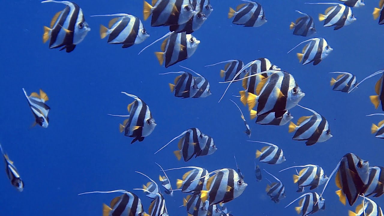 37 Diving in the Maldives - February 2025, Summer Island