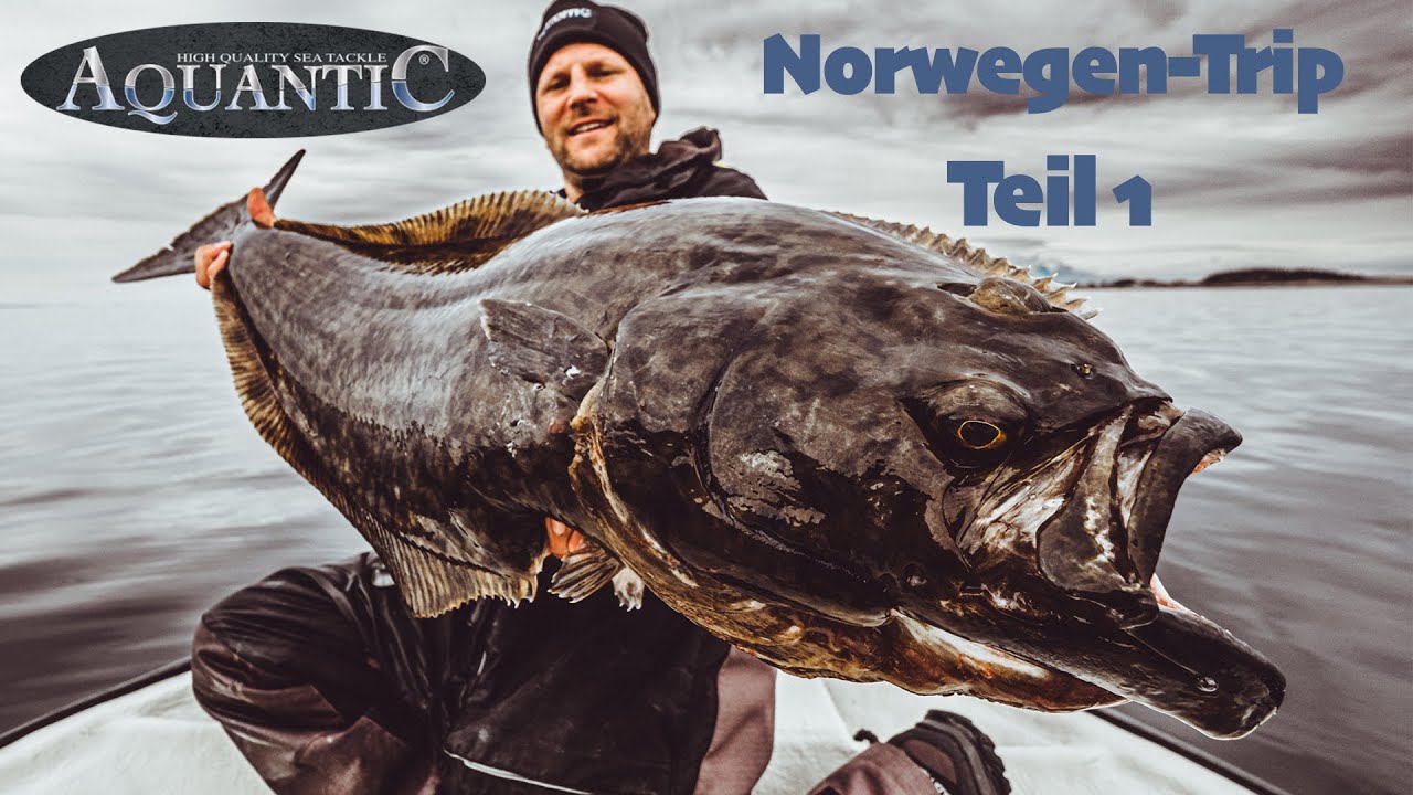 Da bist du platt! Hungrige Heilbutte eskalieren im Fjord | Team AQUANTIC angelt in Norwegen | Teil 1