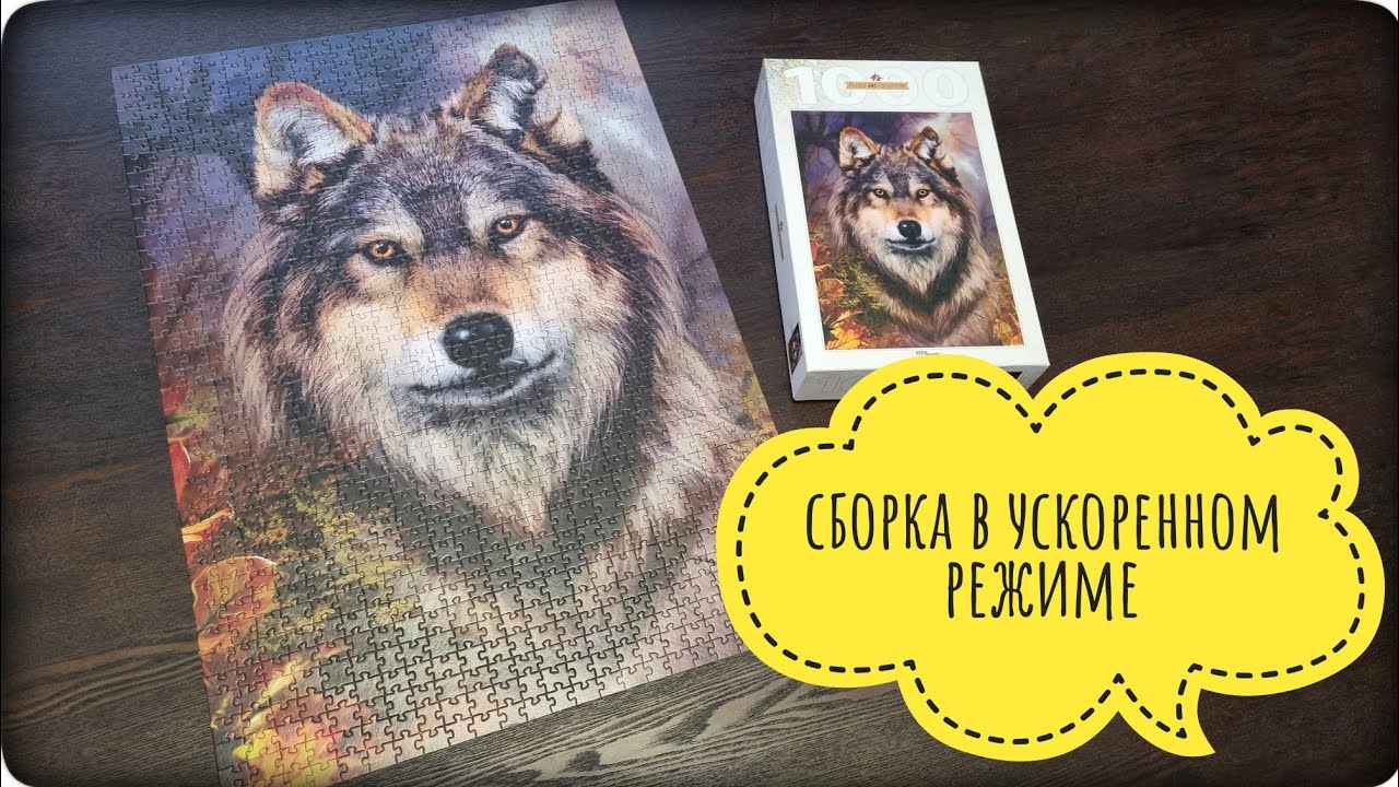 Пазл Волк на 1000 деталей. Сборка в ускоренном режиме.