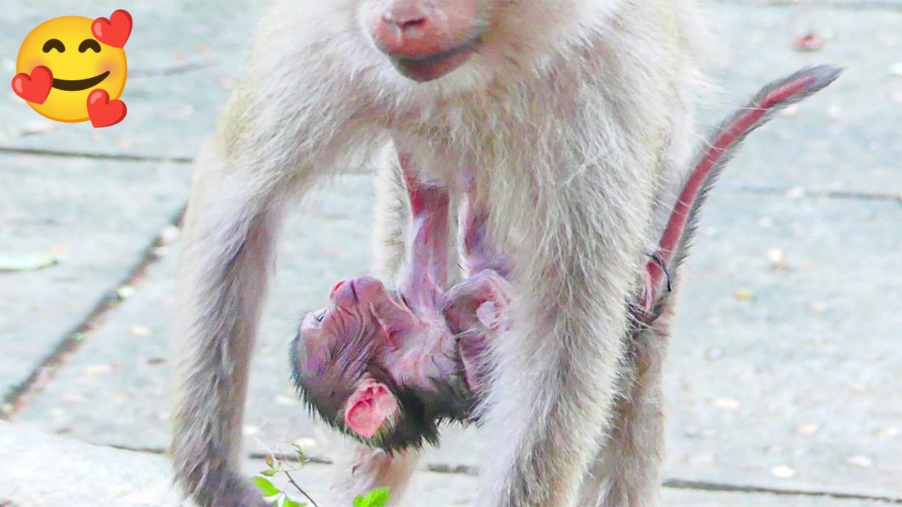 Wow..!! Hybrid Monkey Newborn Of Young Mother LiPa Is Good Health And Hug Mom Get Milk.