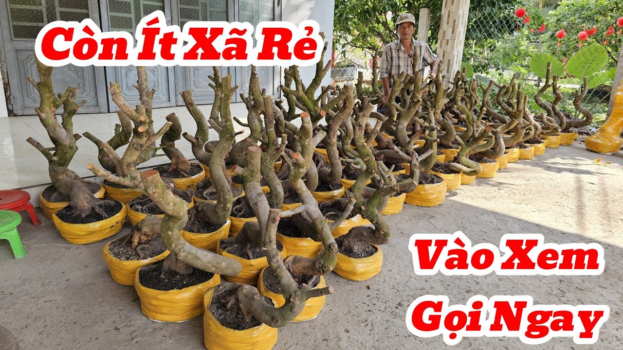 19/3☎️Mai Vàng Giá Rẻ☎️0974495993 Anh Phương☎️Còn Ít Phôi Mai Vàng Dáng Lắc Lượn Đế Củ Xã Giá Mềm
