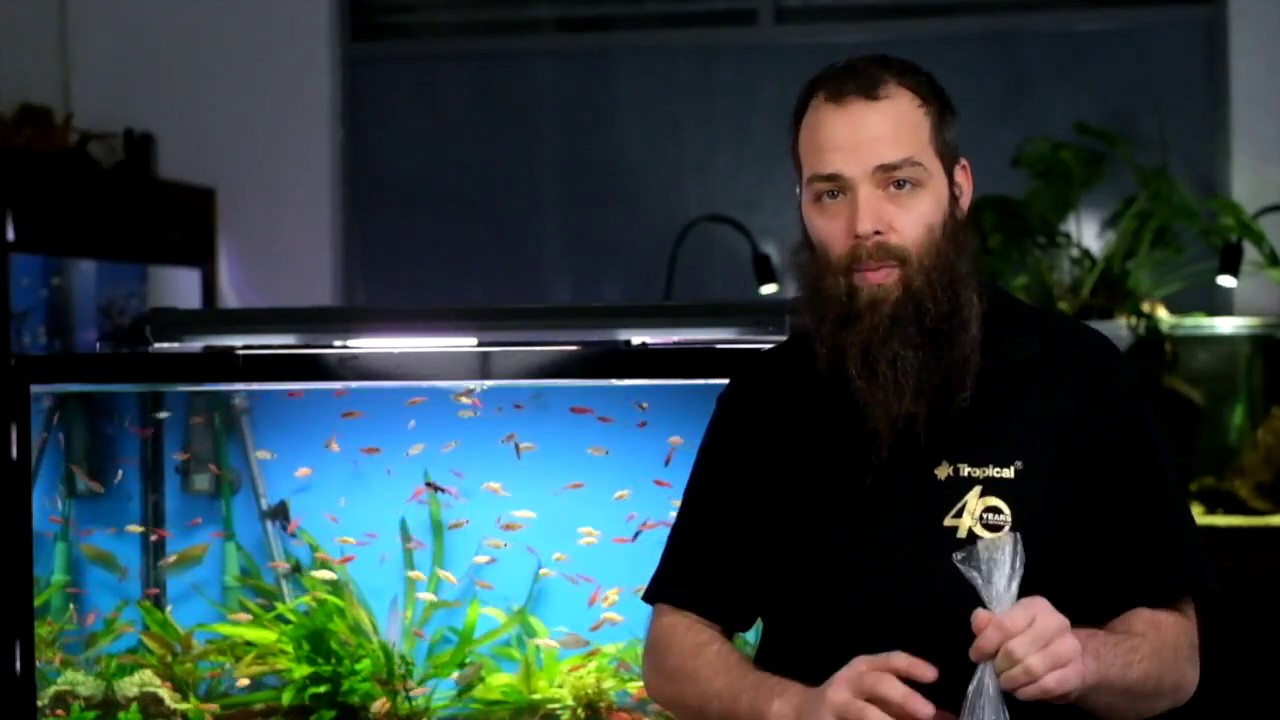 Aclimatación y cuarentena para peces del acuario