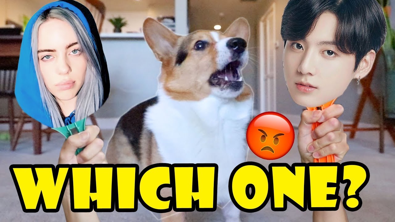 DOES MY CORGI DISLIKE BTS Or Billie Eilish? || Life After College: Ep. 647