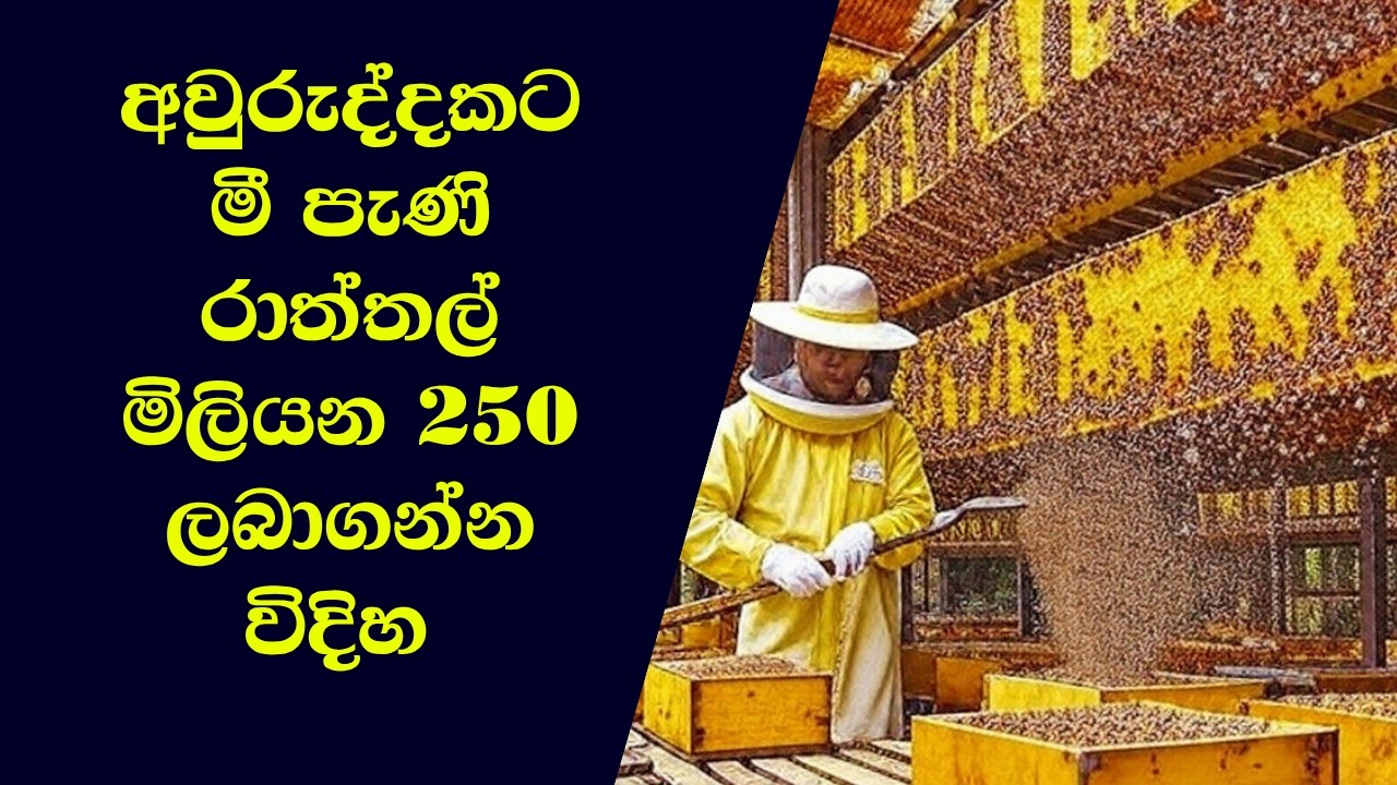 අවුරුද්දකට මී පැණි රාත්තල් මිලියන 250  ලබාගන්න විදිහ