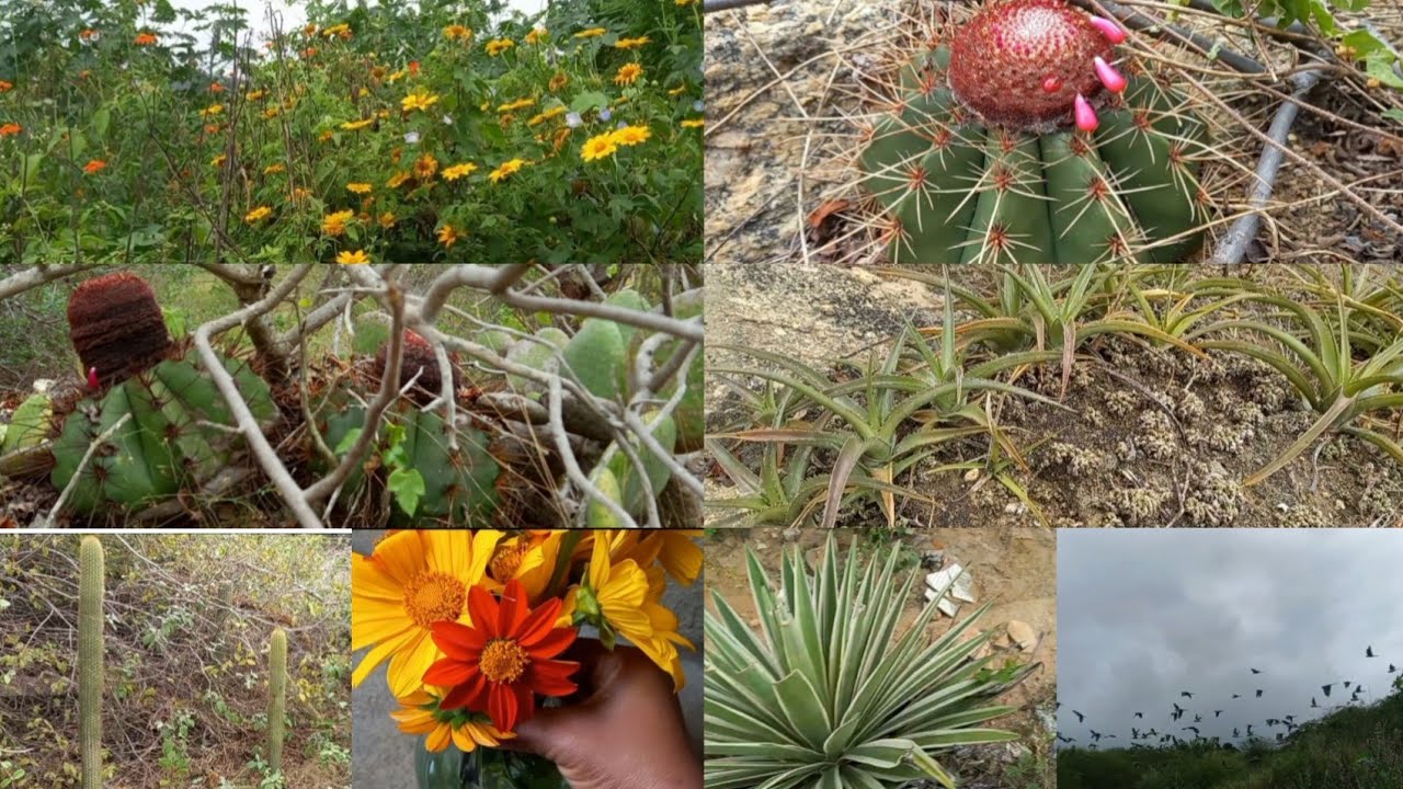 Fui procurar plantas no lixo ( entulho)muitas flores por lá, veja...