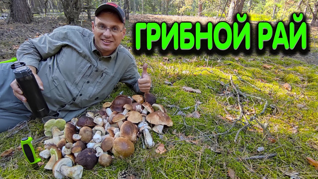 Дождей нет, а белые грибы растут!!! И дядя Фёдор их собирает.
