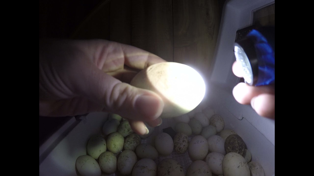 Day 25- Dry Hatching Duck eggs, Pushing on the Membrane!