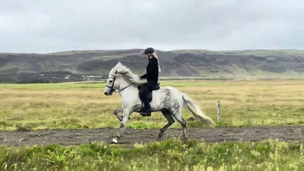 7 year old gelding. Super V1 & T2 material