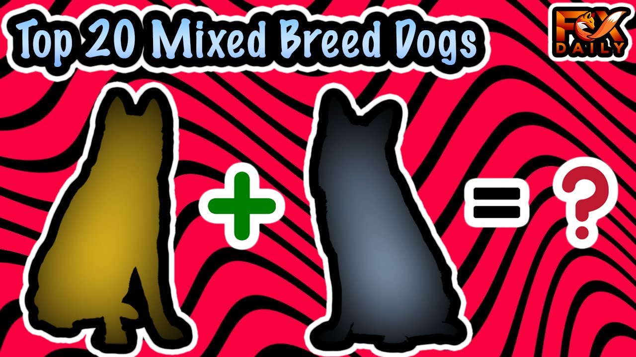 Top 20 Mixed Breed Dogs | Cutest Mixed Breed Dogs | FoxDaily