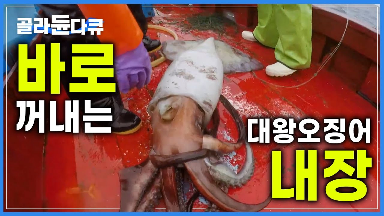 '내장 냄새로 풀풀' 잡은 즉시 내장을 꺼내 미끼로 쓰는 대왕오징어 잡이│조업에서 가공까지│페루 훔볼트 오징어잡이│인간과 바다│#골라듄다큐