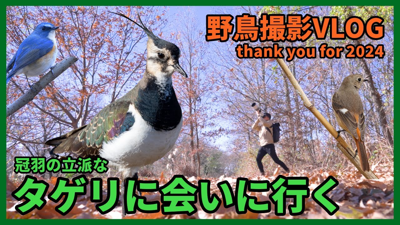 野鳥撮影Vlog「人と鳥 舞う年の瀬に なりにけり」タゲリ、ルリビタキ、ジョウビタキ等  Birding in Japan shot on OM-1 Mark II, Northern lapwing