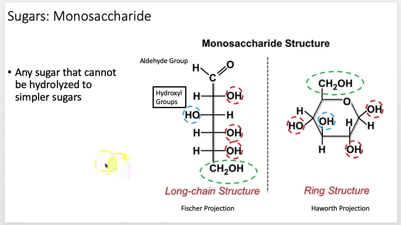 Biochemistry 101: Carbohydrates (Lecture 6 of 12)