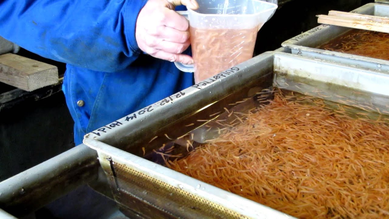 Ny guldørreder tælles før udsætning i bassin / Neue Goldforellen für die Fischzucht 02-03-2015