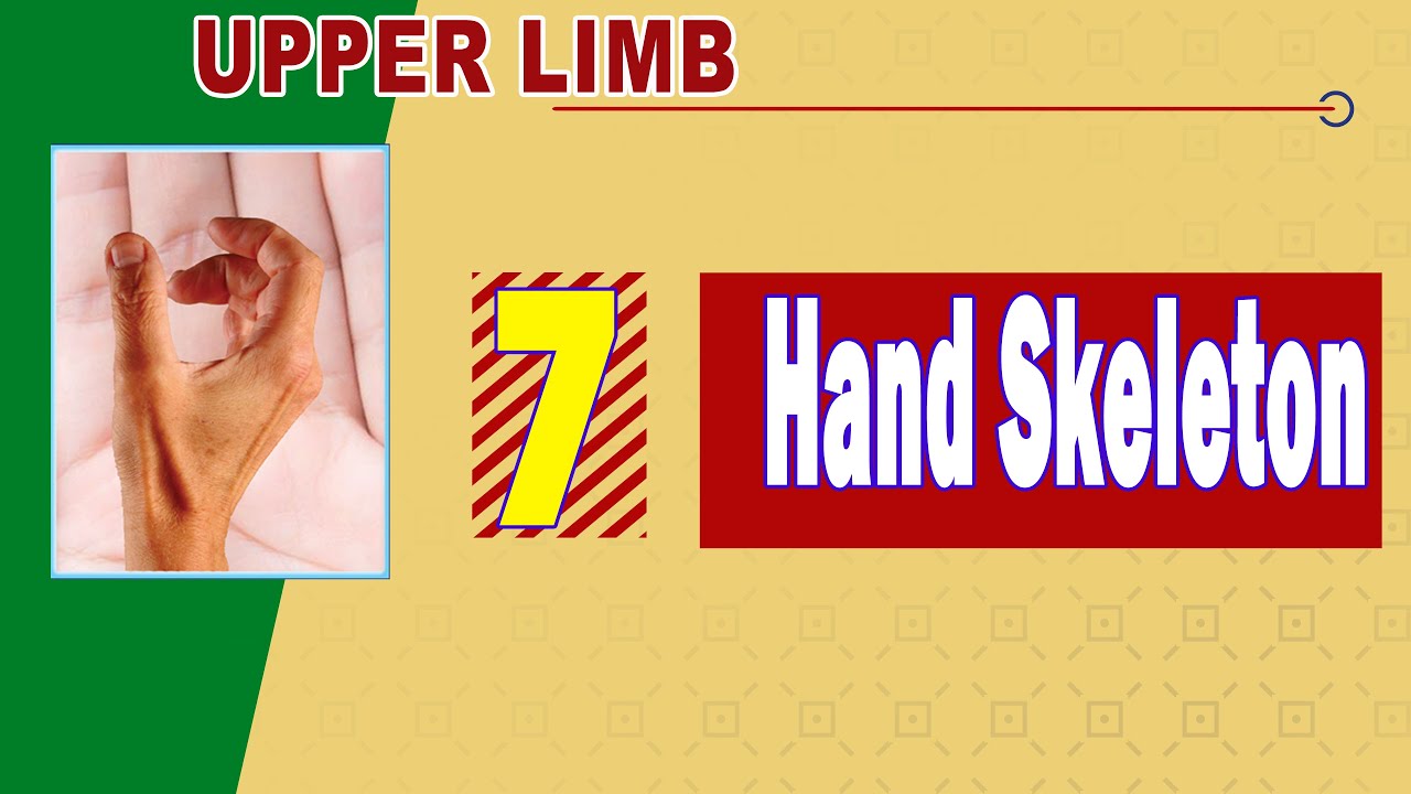 𝟎𝟕. 𝐇𝐚𝐧𝐝 (𝐛𝐨𝐧𝐧𝐲 𝐬𝐤𝐞𝐥𝐞𝐭𝐨𝐧) 🤚🖐️✊ (الهيكل العظمى لليد)