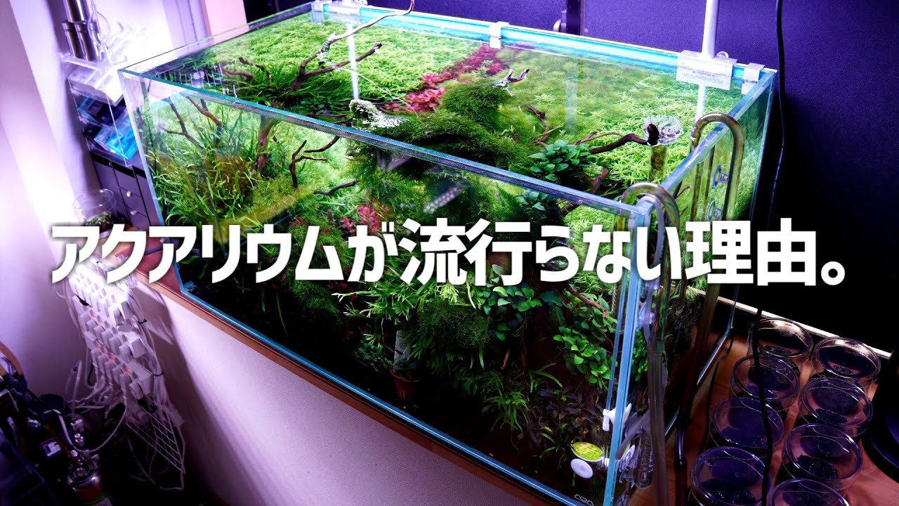 ぶっちゃけアクアリウムって全然流行ってないよね。なぜか考える。#488【アクアリウム】