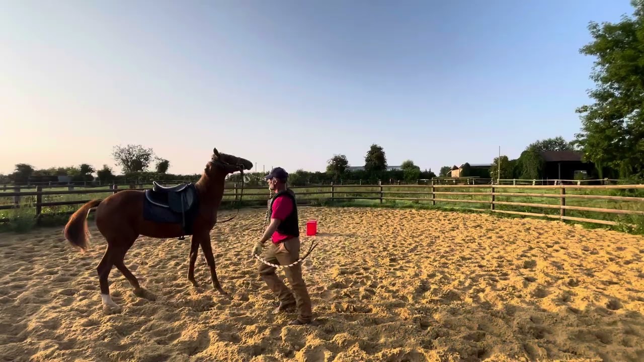 Day six groundwork Young Cold  thoroughbred first ride. 