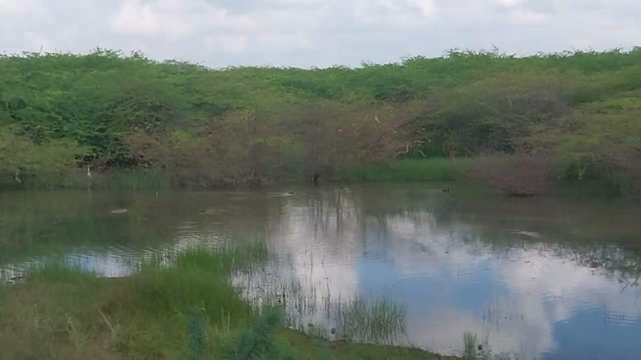 🦤🦆🪿🦩🐥#Gulf of mannar island🏝️