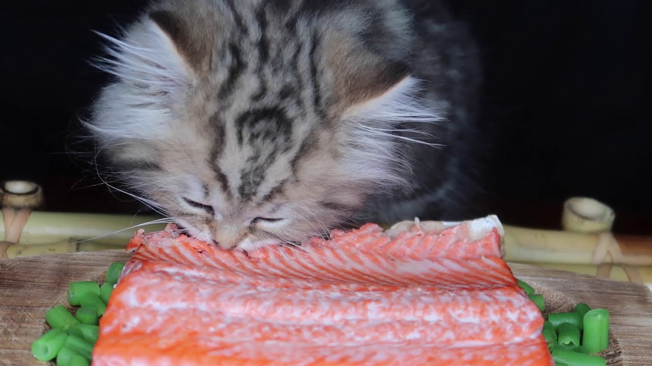 ASMR: Kitten eats HUGE salmon