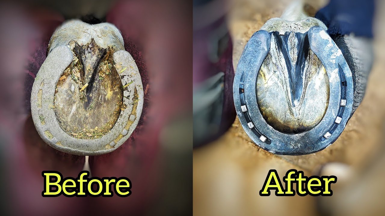 Satisfying Hoof Trim ASMR 🔥 | Farrier Forging & Fitting Horseshoe